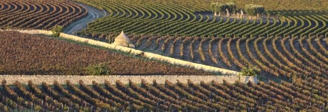 Weingut Masseria la Volpe