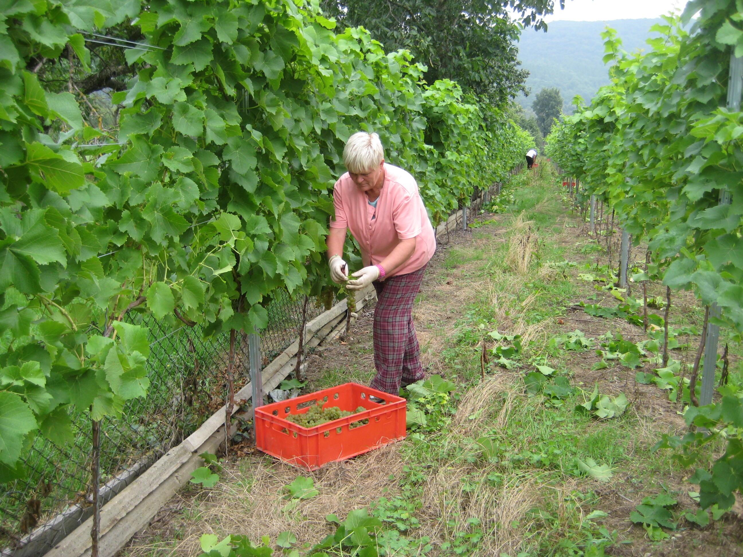 Weingut Schulze