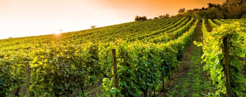 Weingut Paul Delane