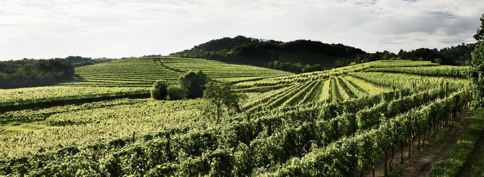 Weingut Torre Rosazza