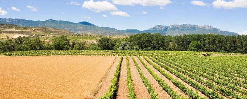 Bodegas Alabanza