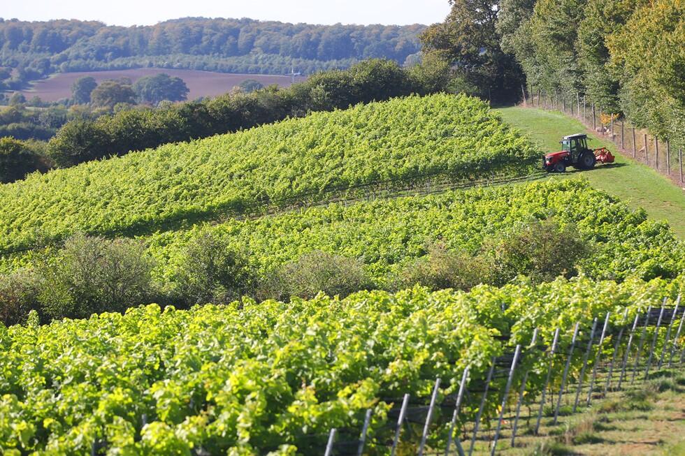 Weingut Ingenhof