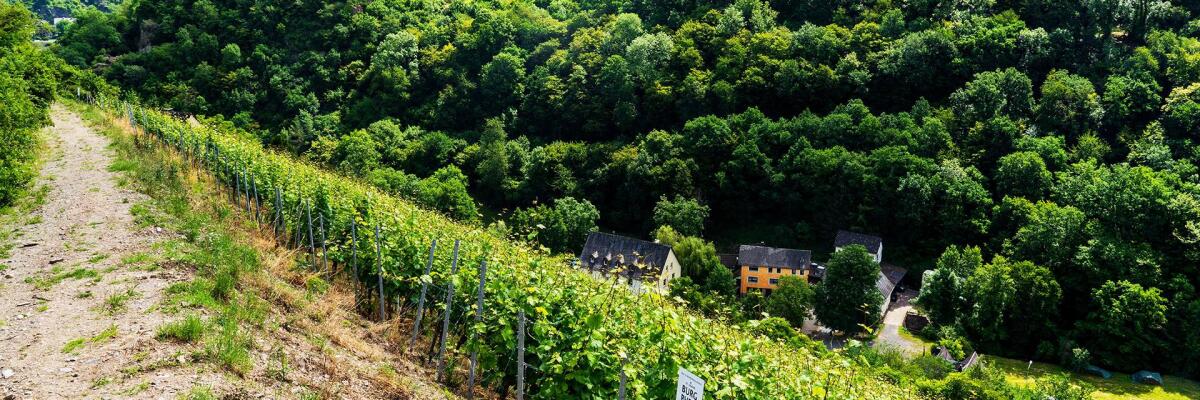 Kennen Sie schon ... das Weingut Philipps-Mühle in St. Goar?