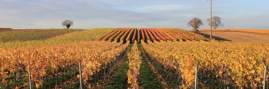 Weingut Schmidt (Pfalz)