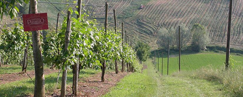 Cantina Puianello E Coviolo