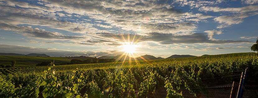 Weingut Wittmann (Pfalz)