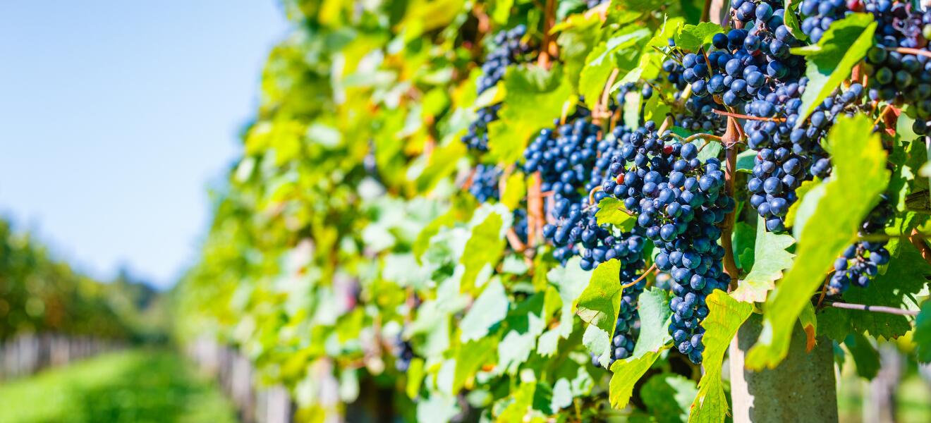 Estandon des Vignerons de Provence