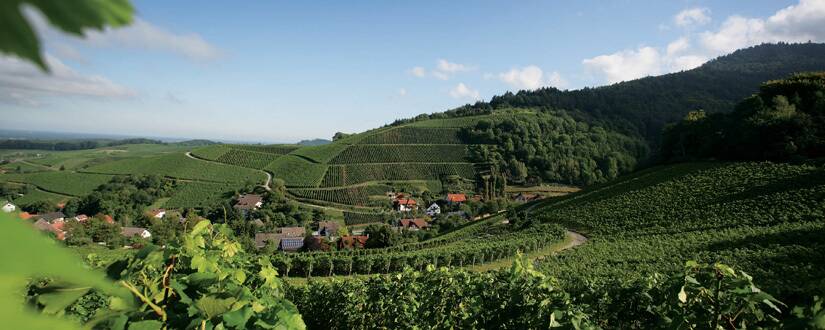 Weinmanufaktur Gengenbach - Zeller Abtsberg