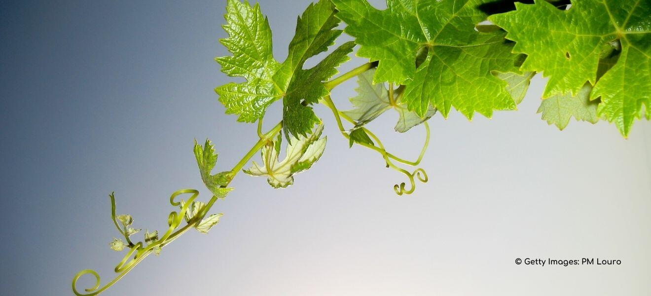 Weingut Ansgar Clüsserath