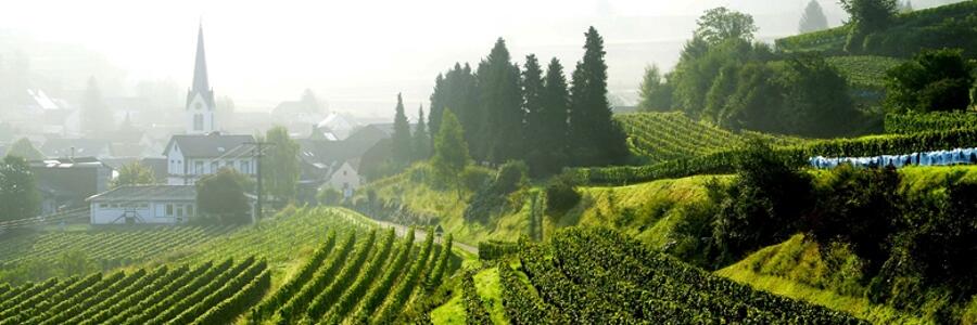 Bickensohler Weinvogtei - Winzergenossenschaft Bickensohl