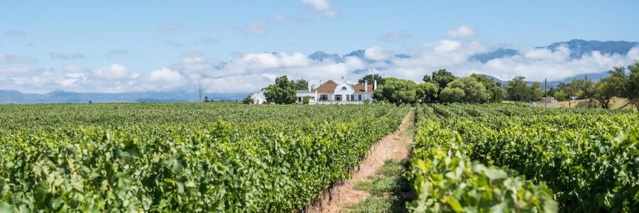 Weingut Excelsior Estate