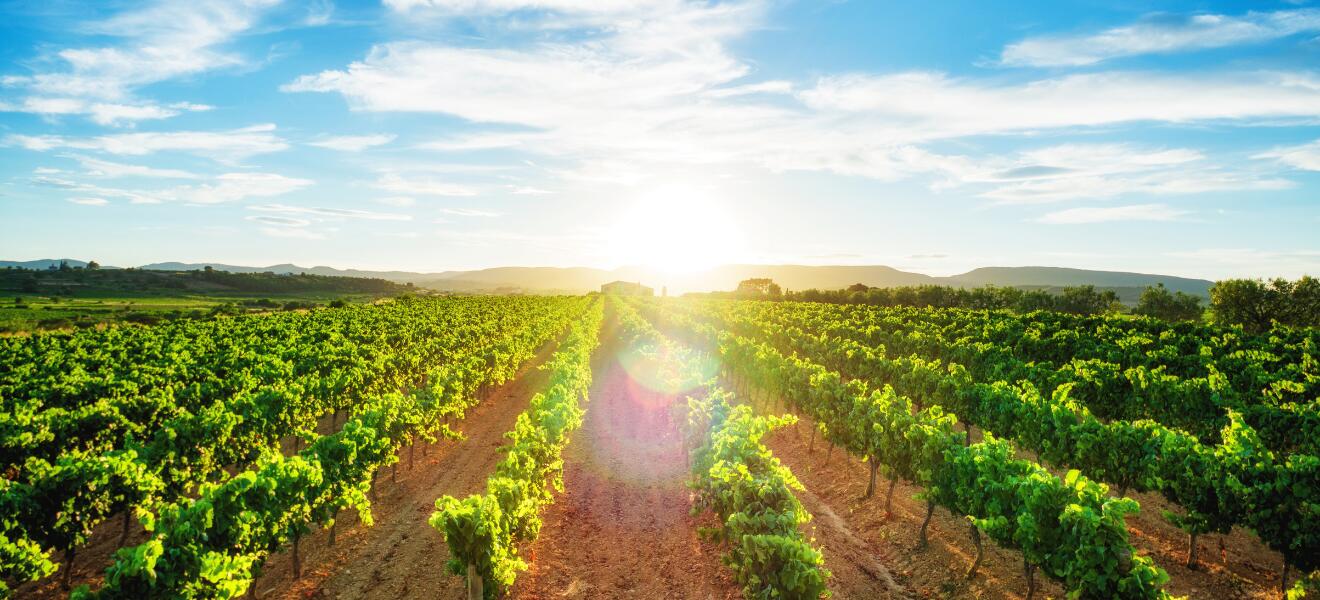 Domaine Philippe et Vincent Jaboulet