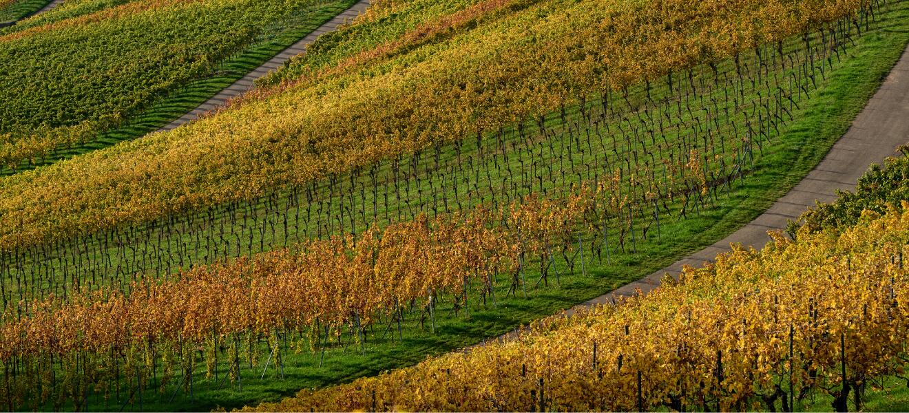 Weingut Rainer Schnaitmann