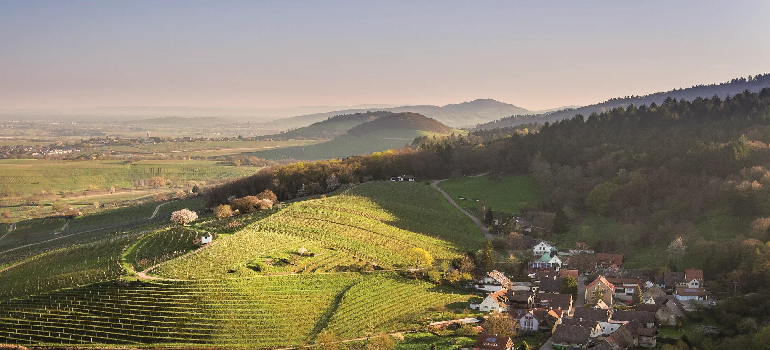 Winzergenossenschaft Britzingen/Markgräflerland eG