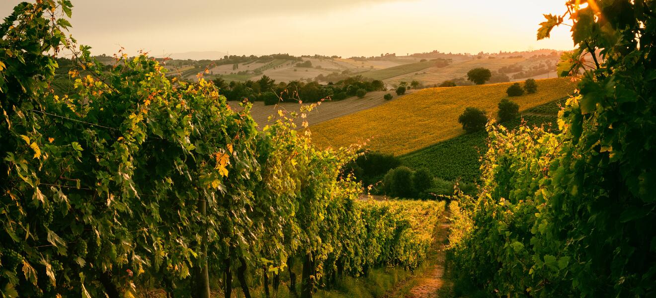 Weingut Edelberg