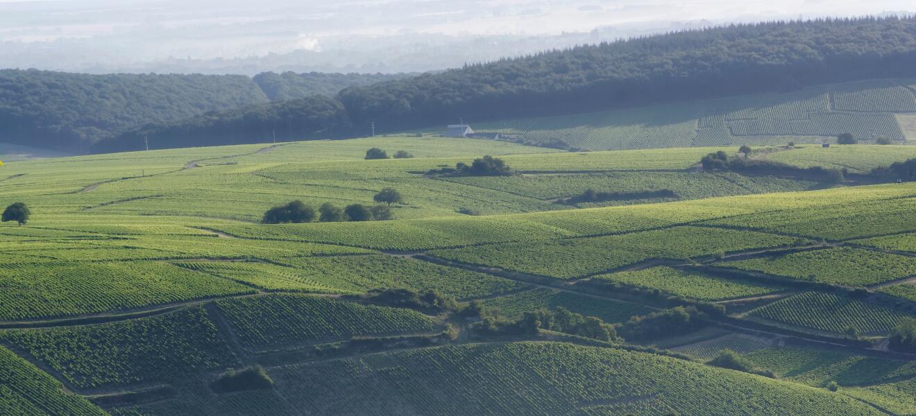 Domaine de la Foliette