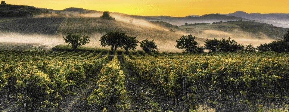 Weingut Sieur d'Arques