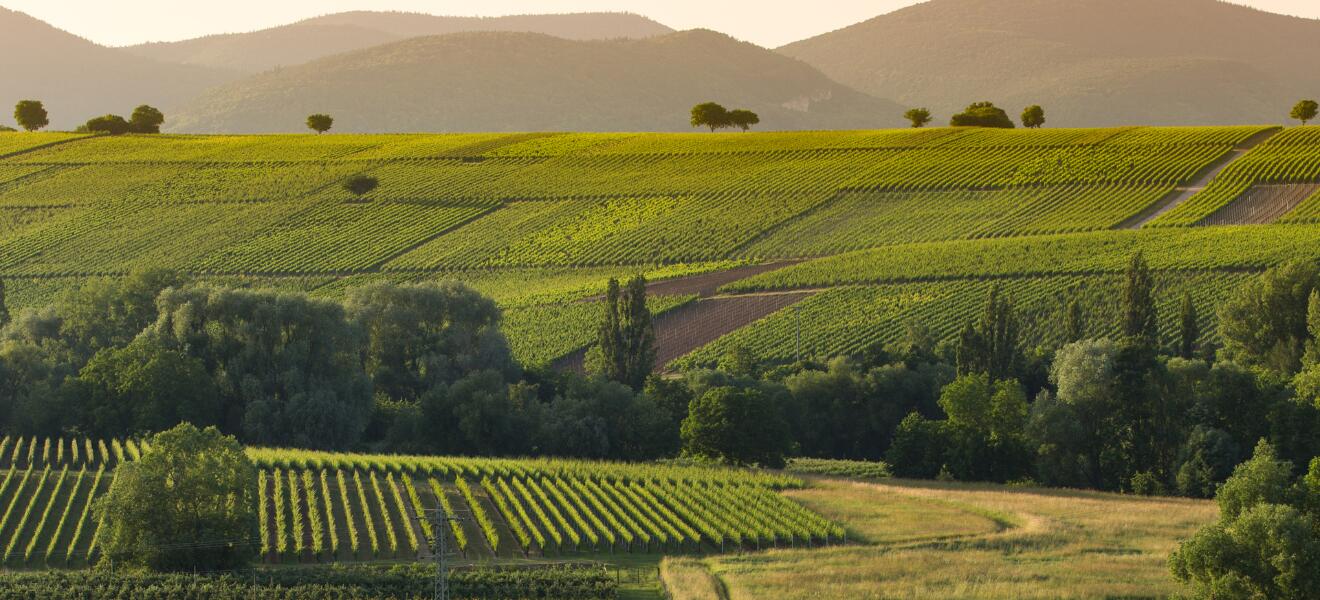 Weingut Korrell Johanneshof