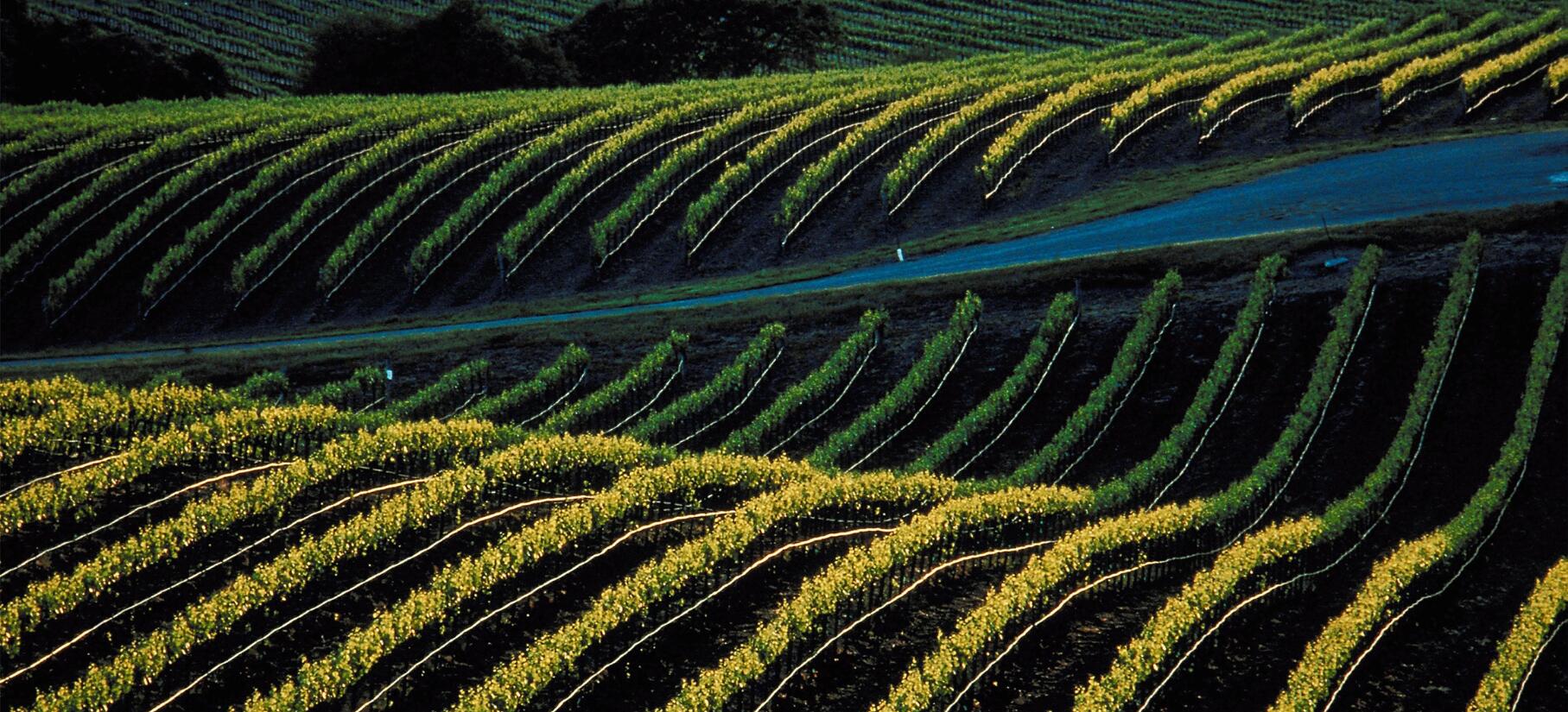 Vignerons de Cascastel