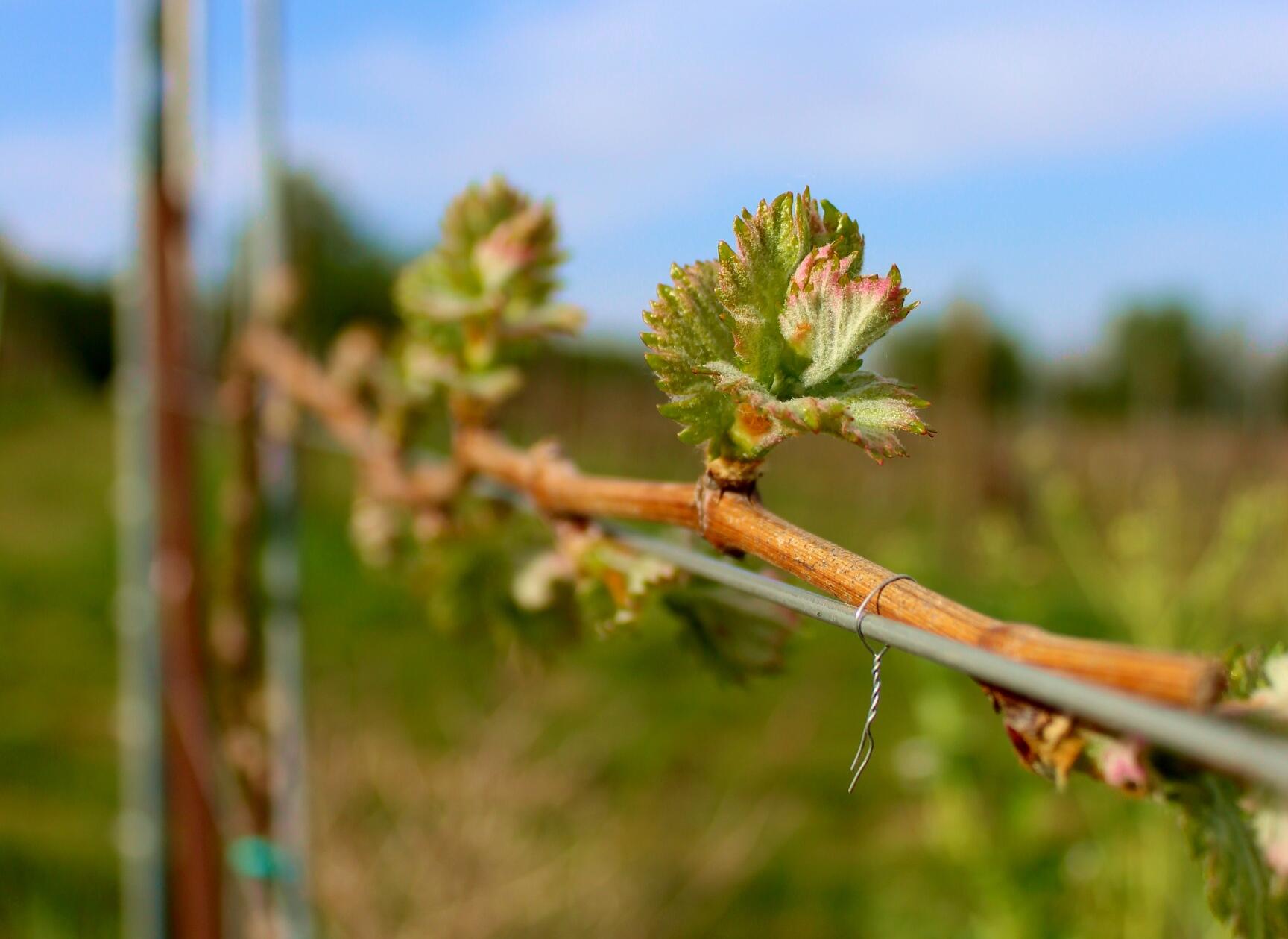 Weingut Weber