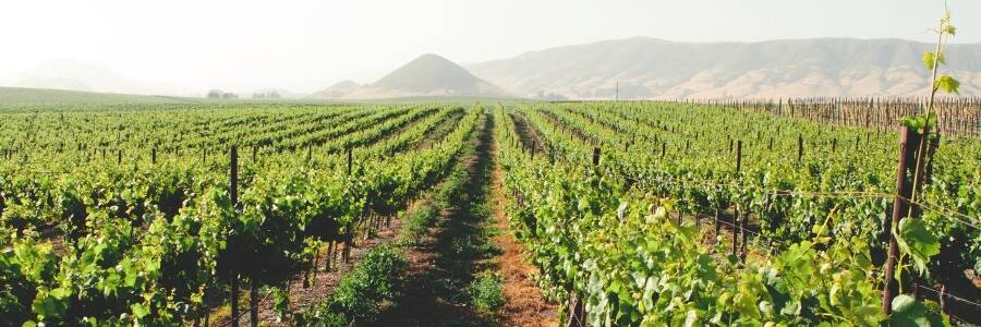 Weingut Golden State Vintners