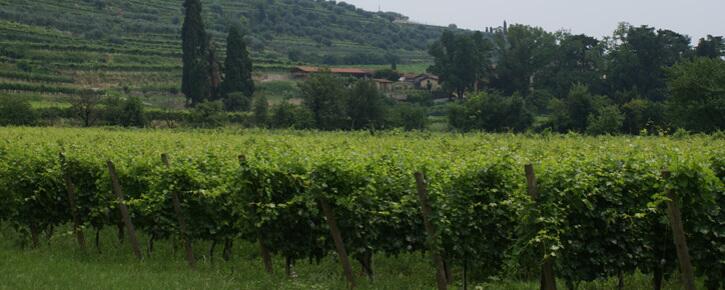Weingut Elio Filippino