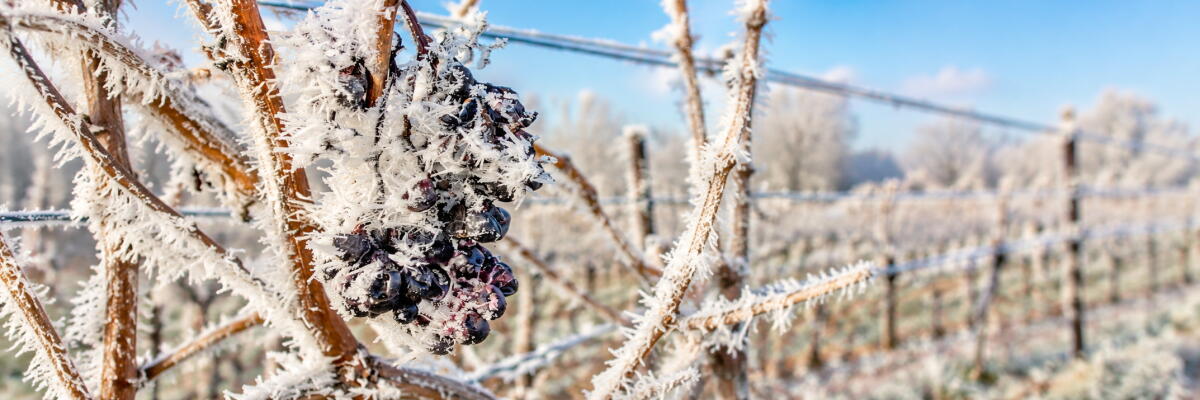 Eiswein: Süße Legende