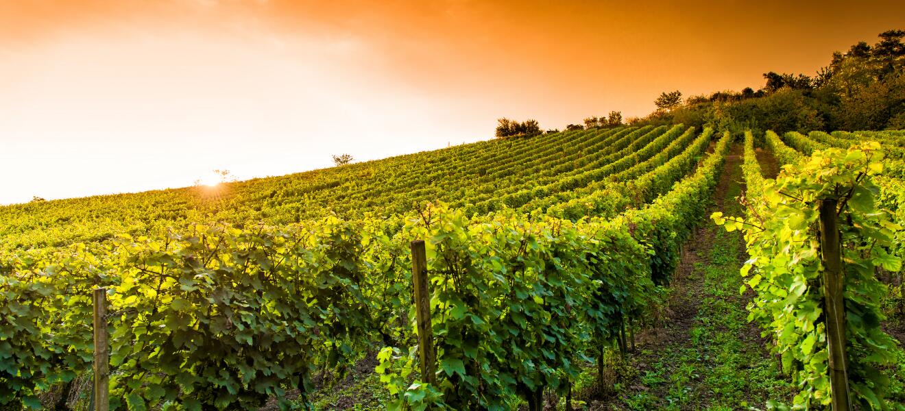 Weingut Höfling