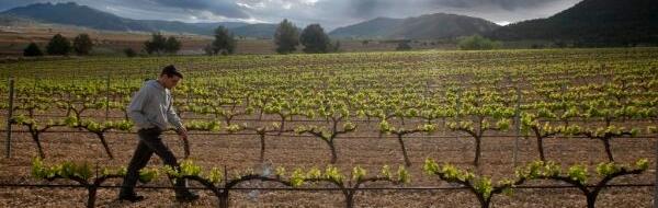 Bodegas Pio del Ramo