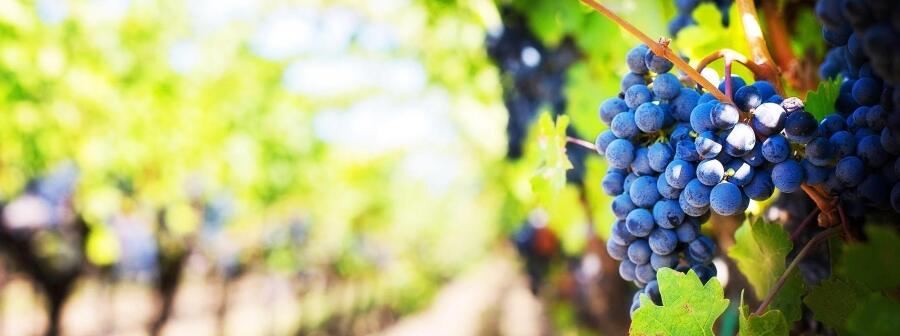 Wein.gut Via Eberle
