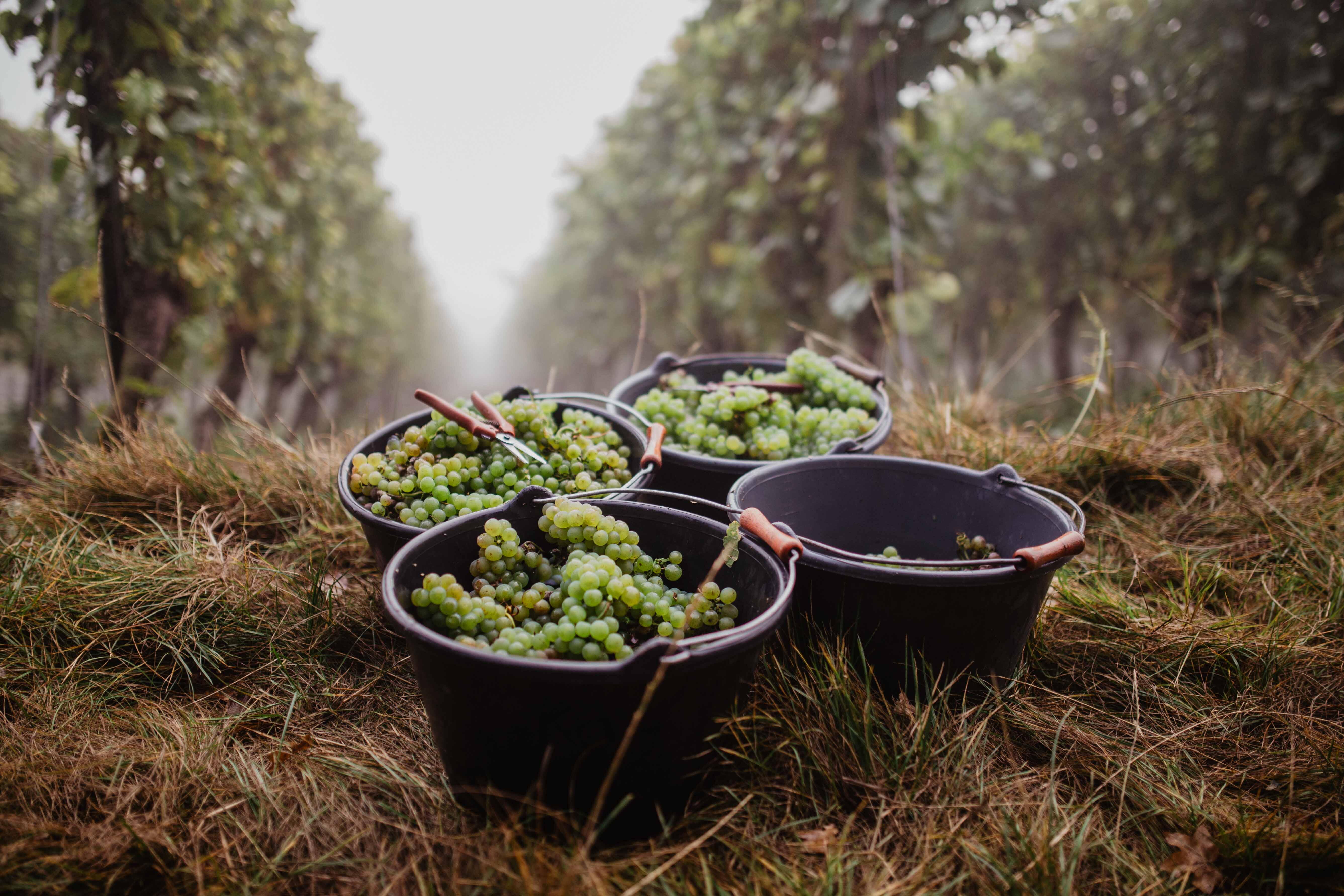 Weingut am Vögelein
