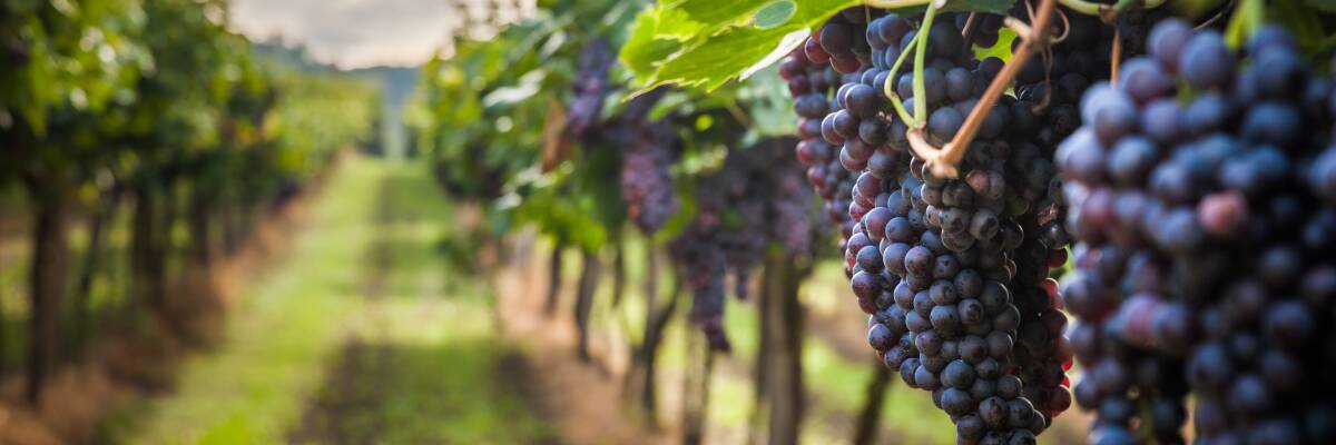 Lieblicher Rotwein: Aromenfülle und Fruchtsüße