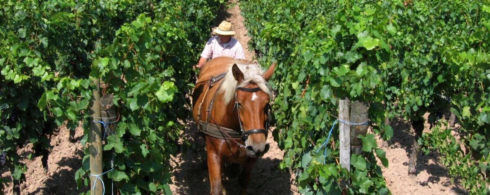 Château Haut Rian