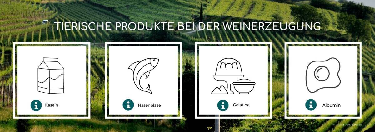 Grafik zu veganem Wein: Welche tierischen Produkte sind in Wein