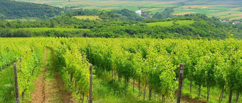 Conti Neri - Terre e Cantine Scaligere