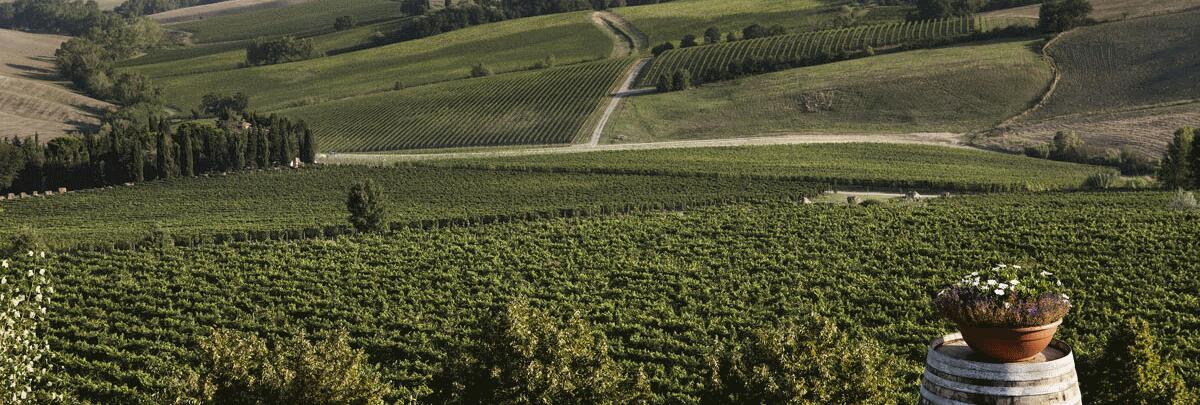 Weingut Società Agricola Canneta