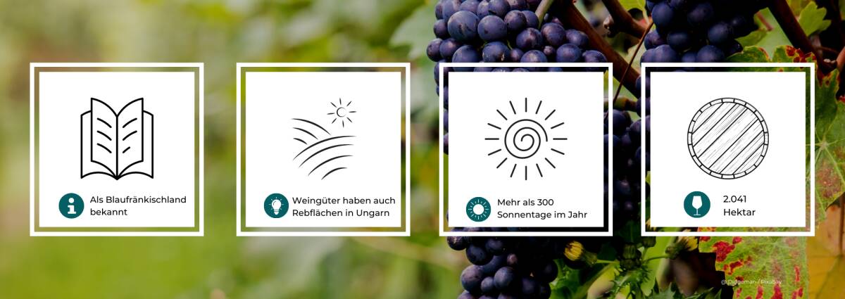 Grafik mit Statistiken zum Weinbau im Mittelburgenland