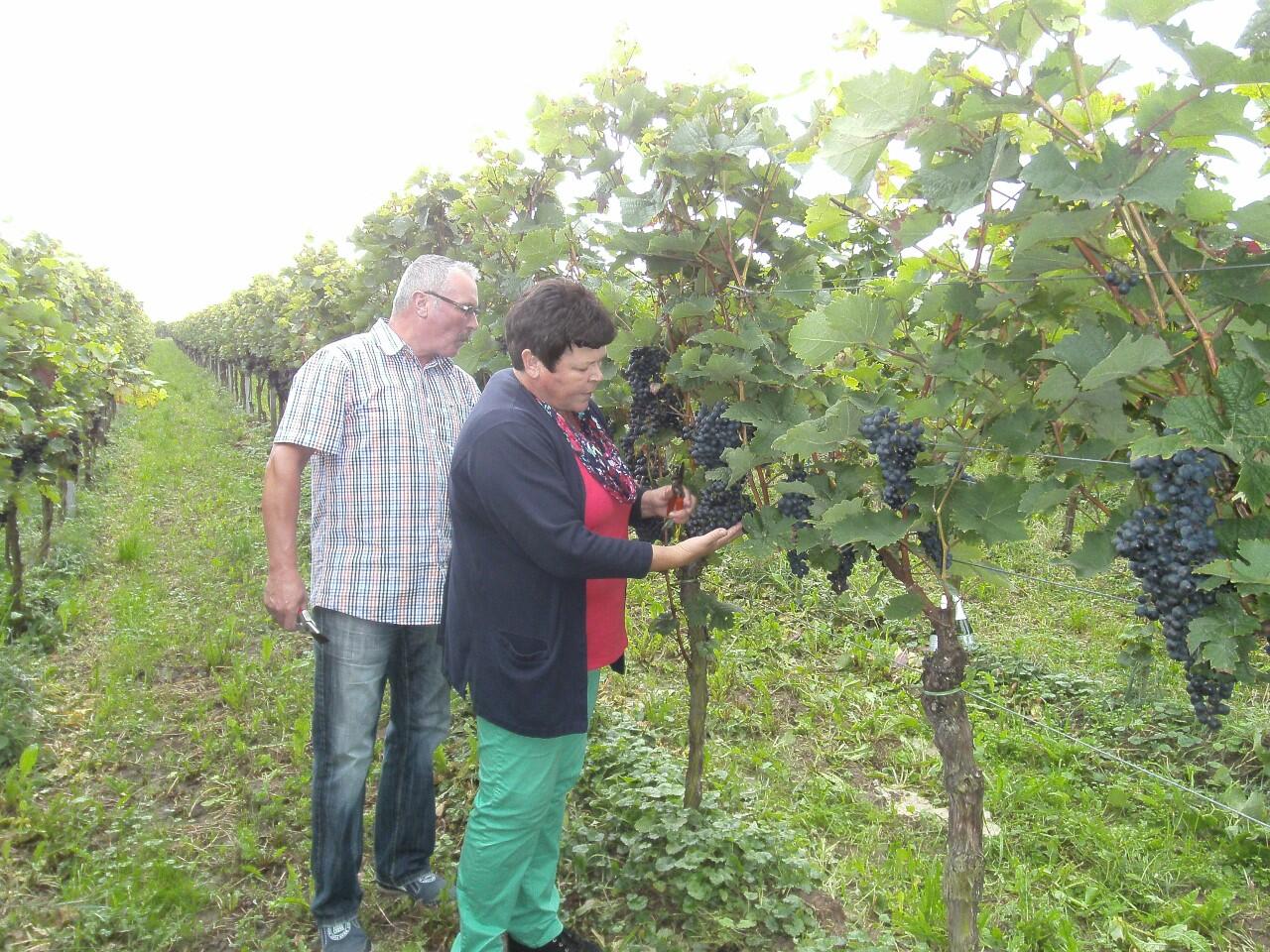 Weingut Anlag Kühne