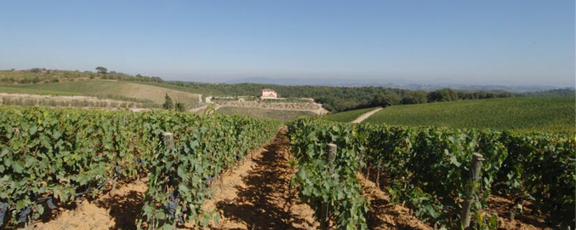 Casa Vinicola Minini