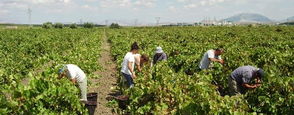 Weingut Cantine Paolini