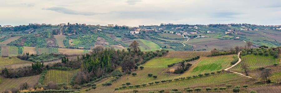 Weingut Di Camillo Vini