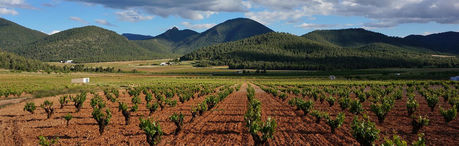 Bodegas del Rosario