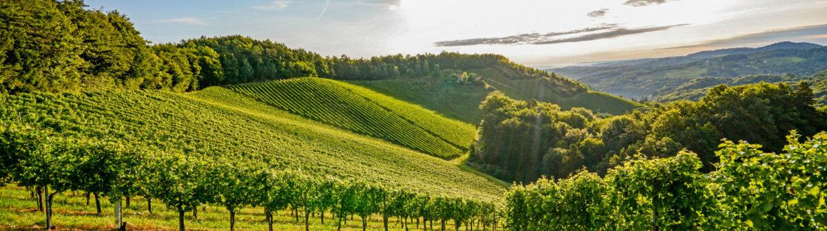 Weingut Roger Chazal