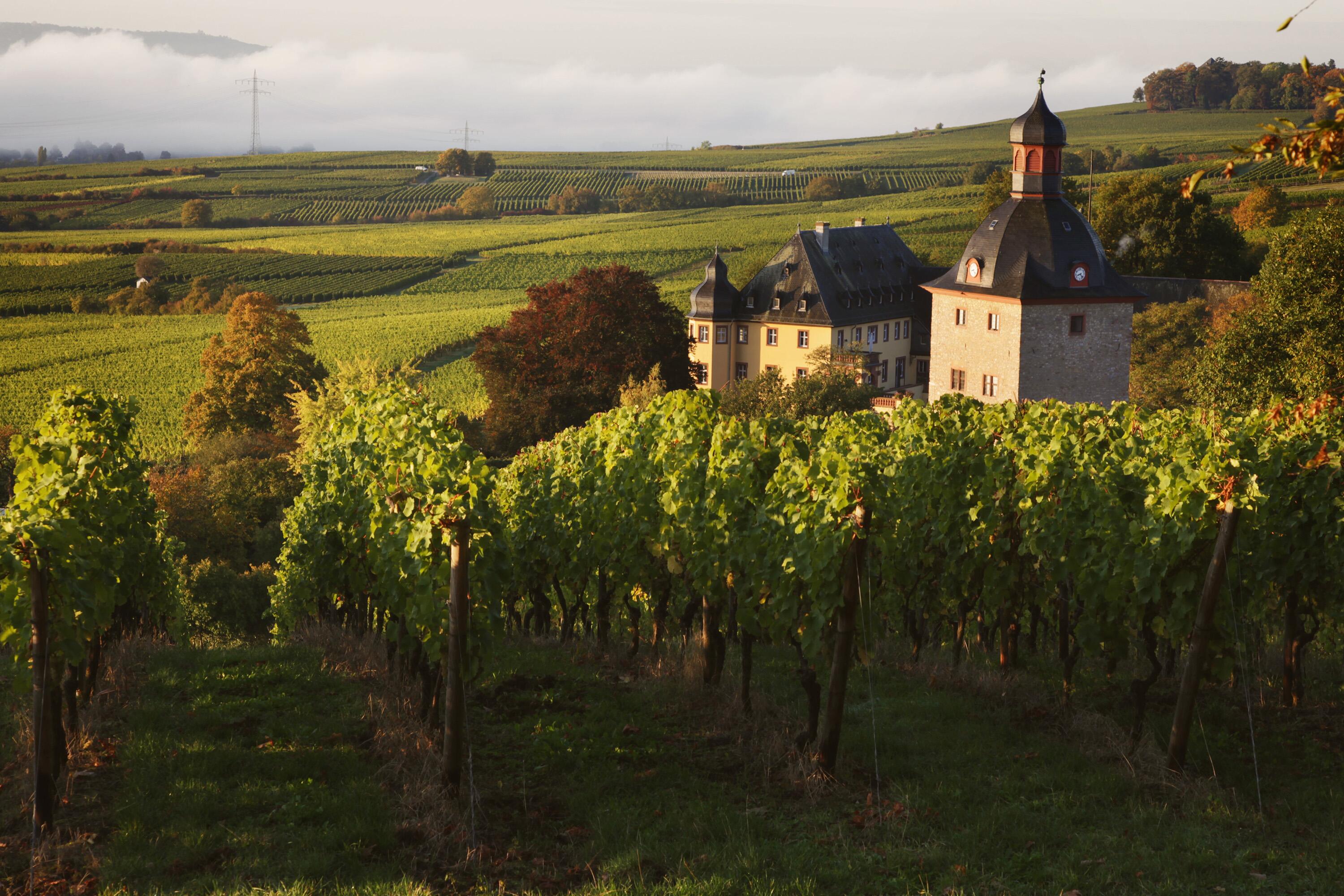 Weingut Schloss Vollrads