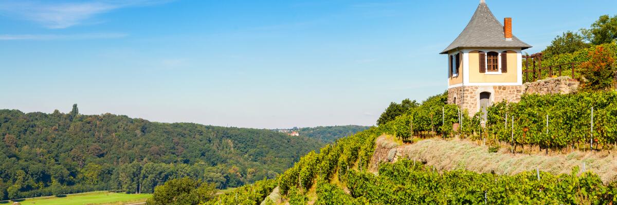 Wein aus Sachsen - feine Tropfen aus dem Elbtal