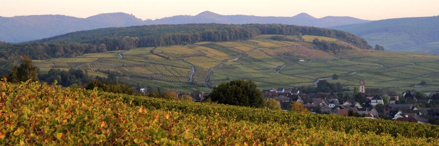 Weingut Lucien Albrecht