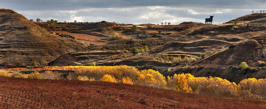 Bodegas Montecillo