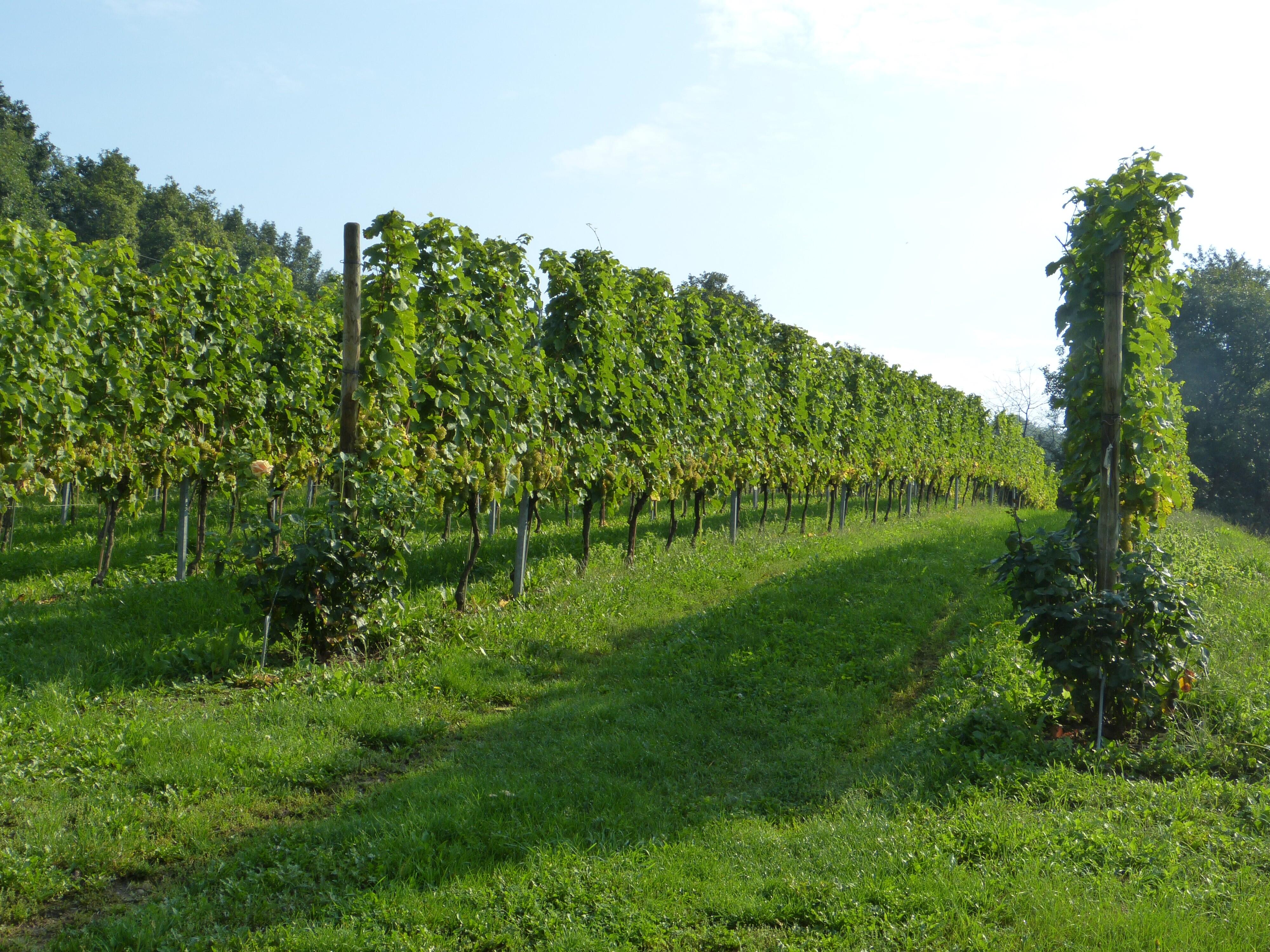 Weinkellerei Jan Ulrich