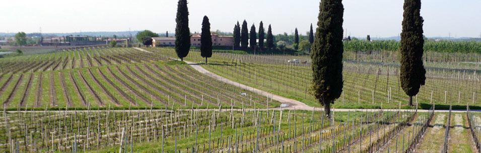 Weingut Cantina di Castelnuovo di Garda