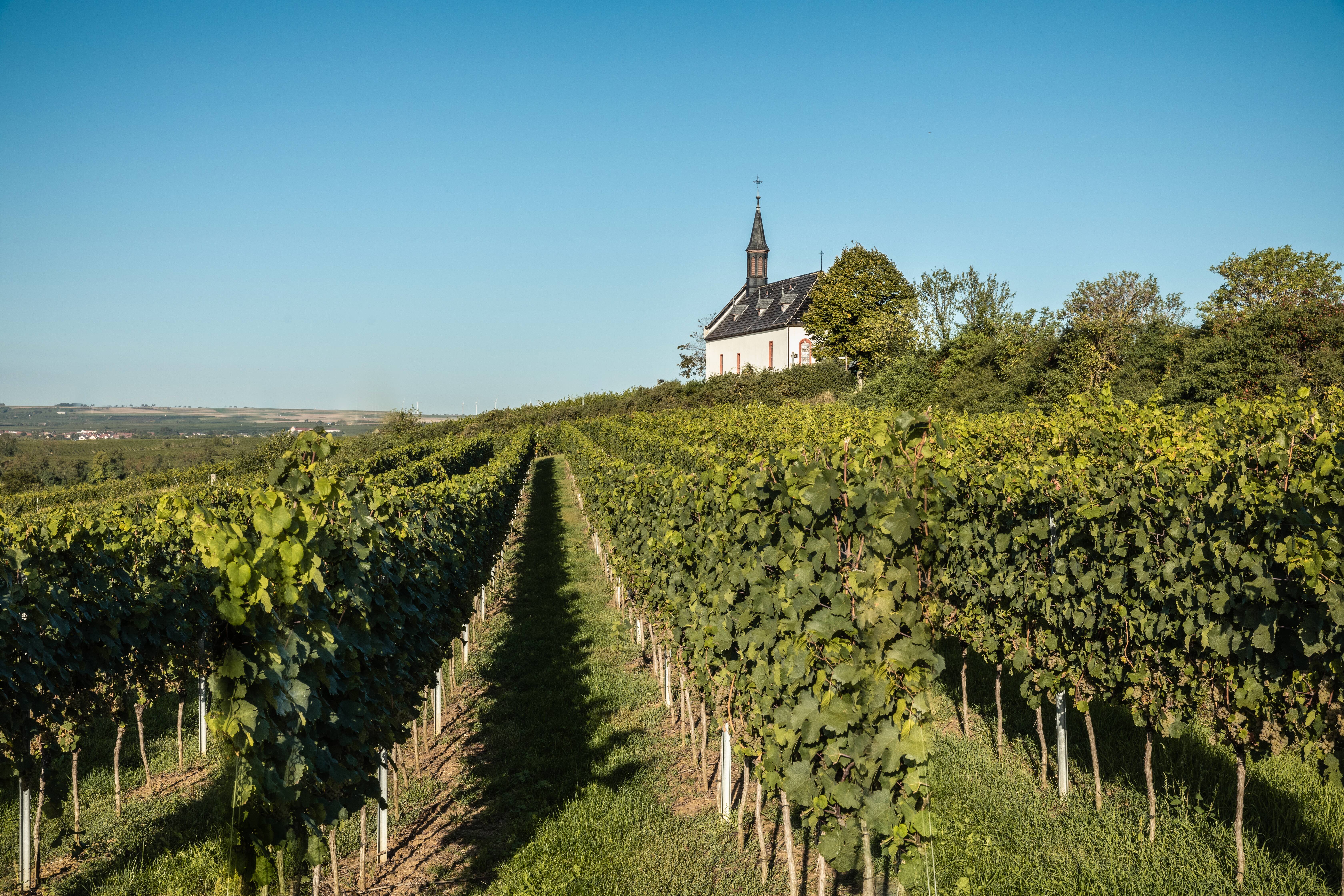 Weingut Klosterhof Lösch